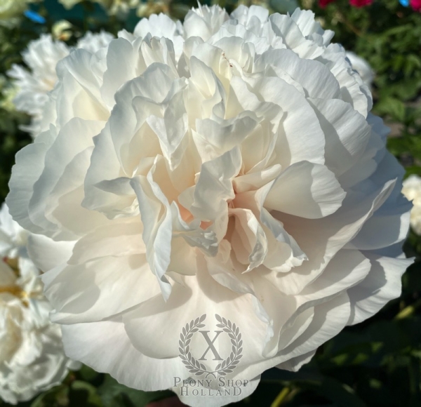 Peony Roma®