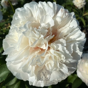 Thumbnail of Peony Roma®, image 2 of 8