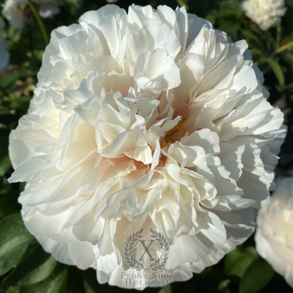 Peony Roma®, image 2 of 8