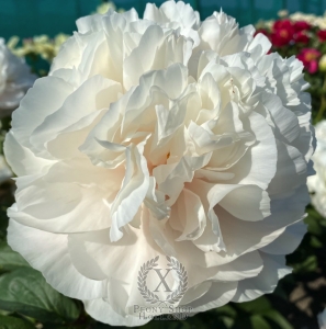 Thumbnail of Peony Roma®, image 3 of 8