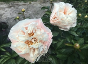 Thumbnail of Peony Roma®, image 5 of 8