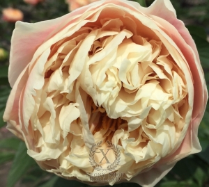 Thumbnail of Peony Roma®, image 6 of 8