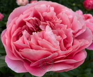 Thumbnail of Peony Roma Aeterna, image 1 of 2