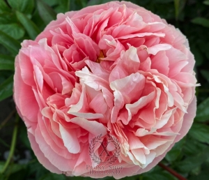 Thumbnail of Peony Roma Aeterna, image 2 of 2