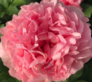 Thumbnail of Peony Roma Secunda®, image 1 of 5