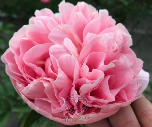 Thumbnail of Peony Roma Secunda®, image 2 of 5