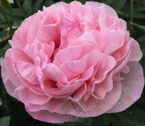 Thumbnail of Peony Roma Secunda®, image 3 of 5