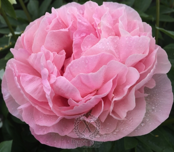 Peony Roma Secunda®, image 3 of 5