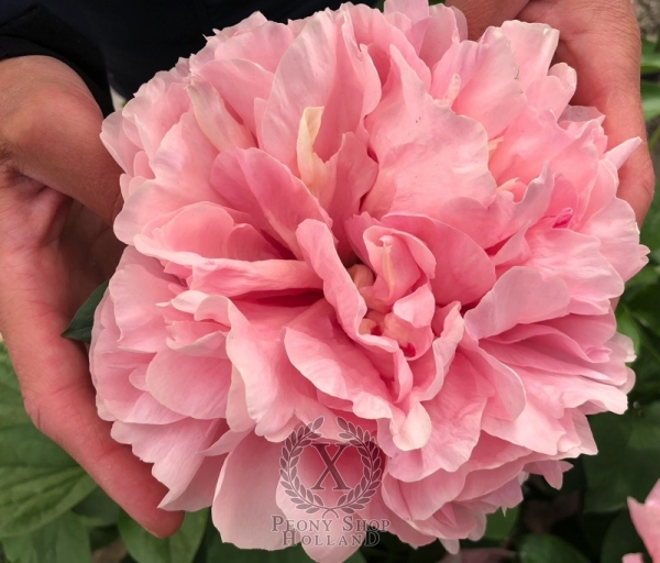 Peony Roma Secunda®, image 4 of 5