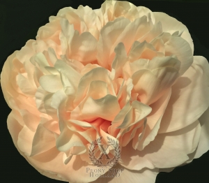 Thumbnail of Peony Roma Victor®, image 1 of 9