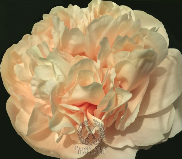 Peony Roma Victor®, image 1 of 9