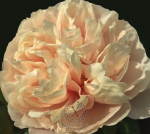 Thumbnail of Peony Roma Victor®, image 2 of 9