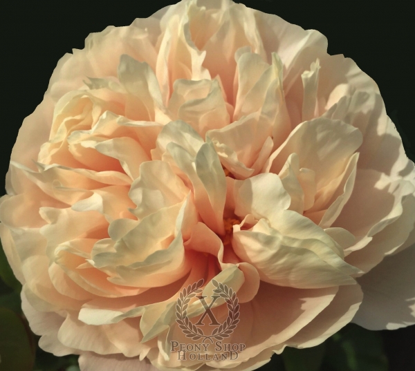 Peony Roma Victor®, image 2 of 9