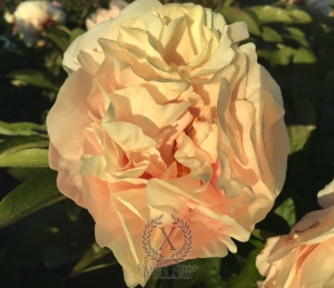 Thumbnail of Peony Roma Victor®, image 3 of 9