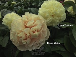 Thumbnail of Peony Roma Victor®, image 6 of 9