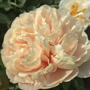 Thumbnail of Peony Roma Victor®, image 9 of 9