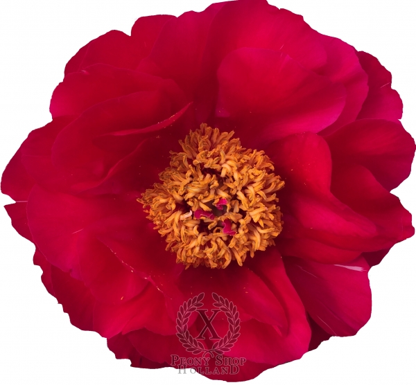 Peony Roman Candle, image 1 of 1