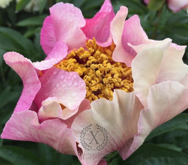 Peony Roman Magic