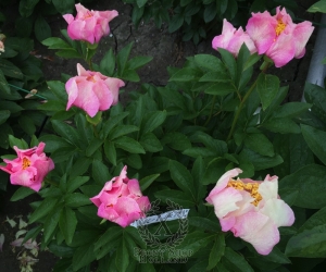 Thumbnail of Peony Roman Magic, image 2 of 5