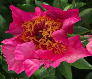 Thumbnail of Peony Roman Magic, image 3 of 5