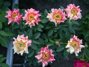 Thumbnail of Peony Roman Stars, image 4 of 10