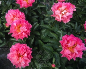 Thumbnail of Peony Roman Stars, image 6 of 10