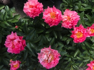 Thumbnail of Peony Roman Stars, image 7 of 10