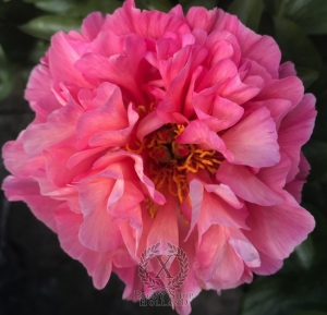 Thumbnail of Peony Roman Stars, image 8 of 10