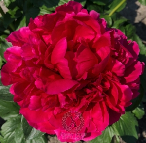 Thumbnail of Peony Romulus Augustus, image 1 of 1