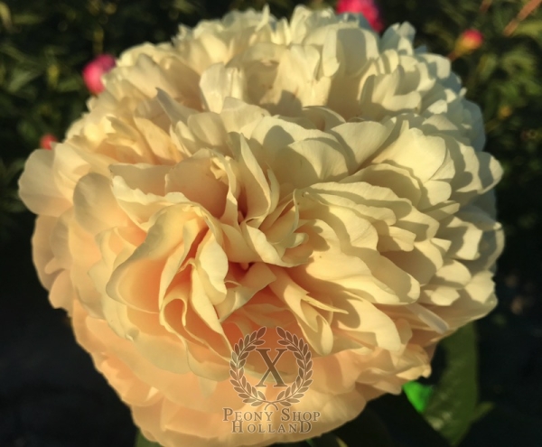 Peony Romulus & Remus®