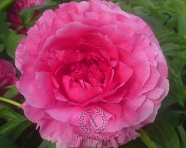 Peony Rose Heart, image 1 of 1