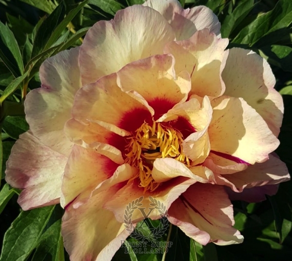 Peony Royal Blush