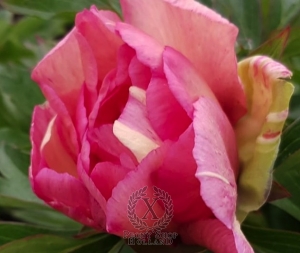 Thumbnail of Peony Royal Blush, image 2 of 2