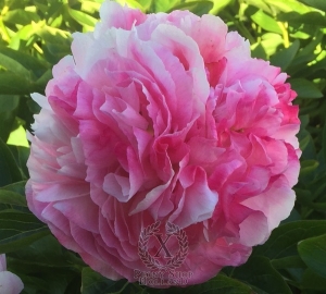 Thumbnail of Peony Rozella, image 1 of 2