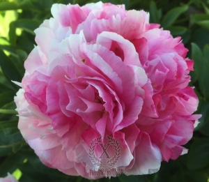 Thumbnail of Peony Rozella, image 2 of 2