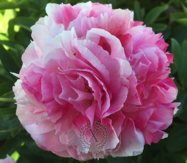 Peony Rozella, image 2 of 2