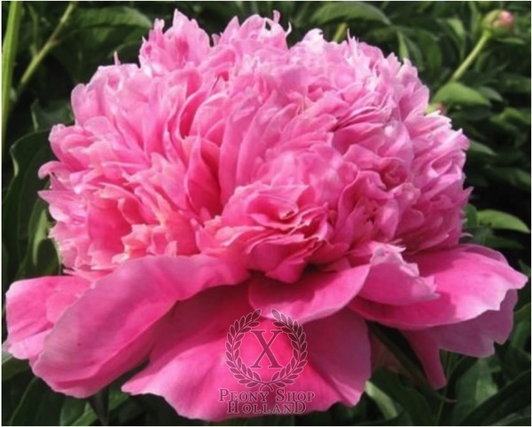 Peony Rozovyy Ispolin