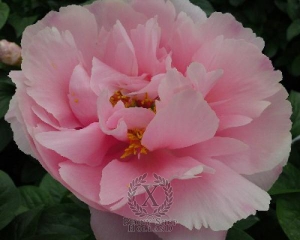 Thumbnail of Peony Salmon Dream, image 1 of 2