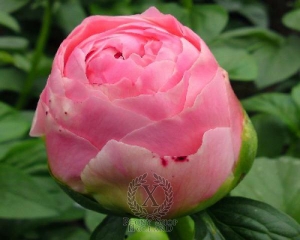 Thumbnail of Peony Salmon Dream, image 2 of 2