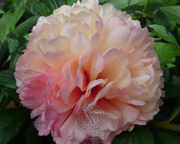 Peony Salmon Hayes