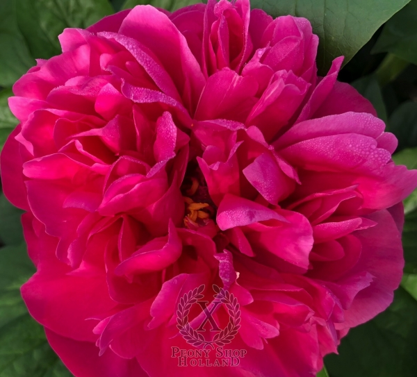 Peony Santa Constanza