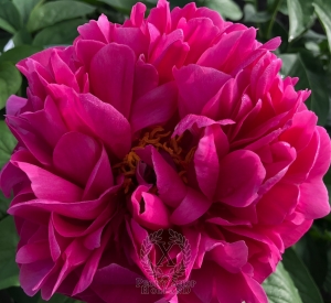 Thumbnail of Peony Santa Constanza, image 2 of 6