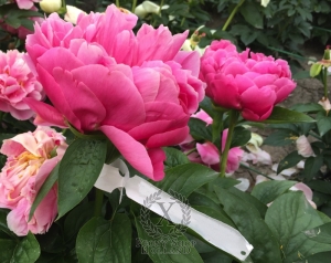 Thumbnail of Peony Santa Constanza, image 3 of 6