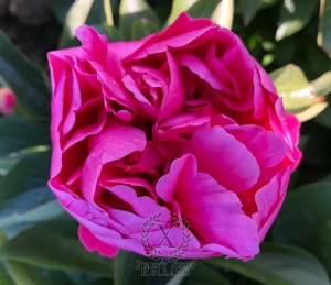 Thumbnail of Peony Santa Constanza, image 5 of 6