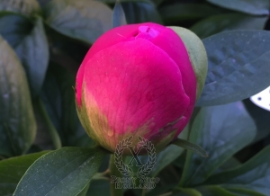 Thumbnail of Peony Santa Constanza, image 6 of 6