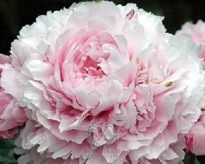 Thumbnail of Peony Sarah Bernhardt, image 1 of 2