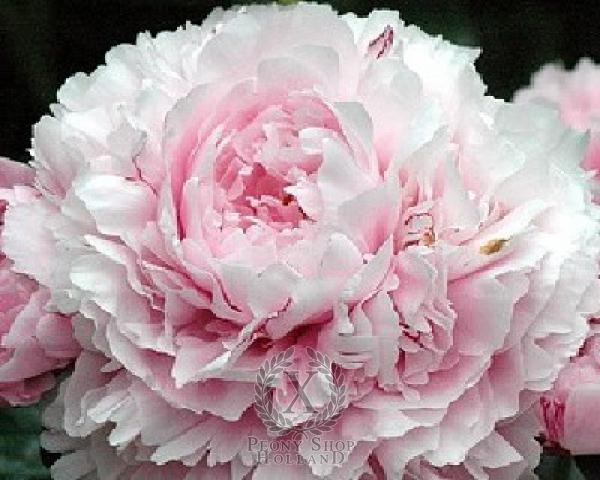 Peony Sarah Bernhardt, image 1 of 2