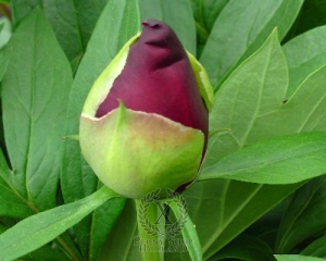 Thumbnail of Peony Scarlet Heaven, image 2 of 2