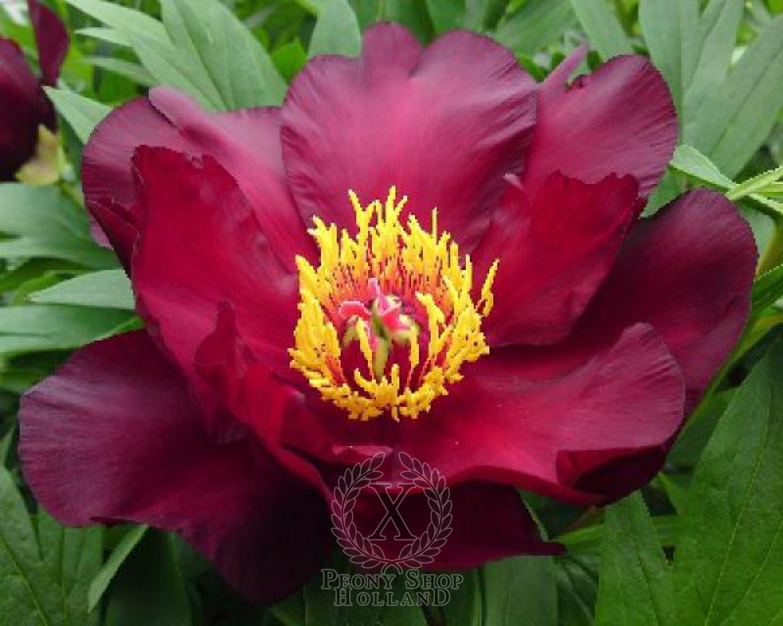 'Scarlet Heaven' tree peony ~ Itoh Hybrid ~ intersectional Hybrid large roots 