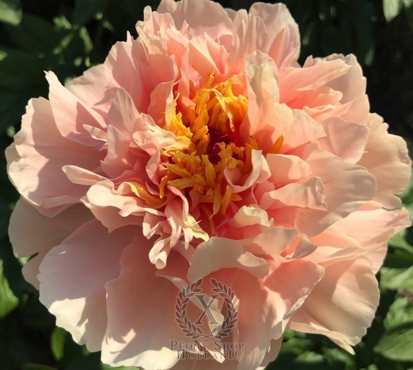 Peony Scipio Africanus®